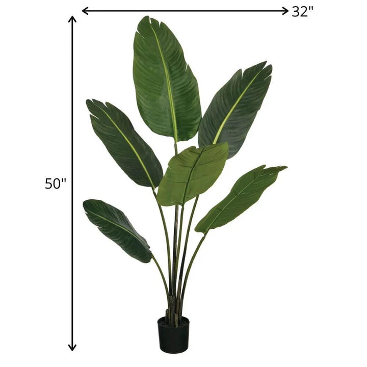 Bird of Paradise Plant