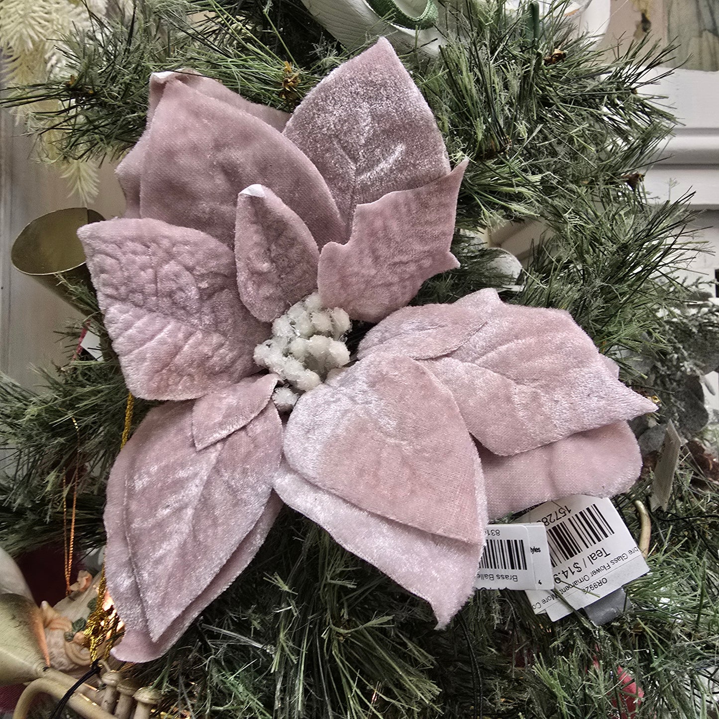 Velvet Blush Pink Poinsettia
