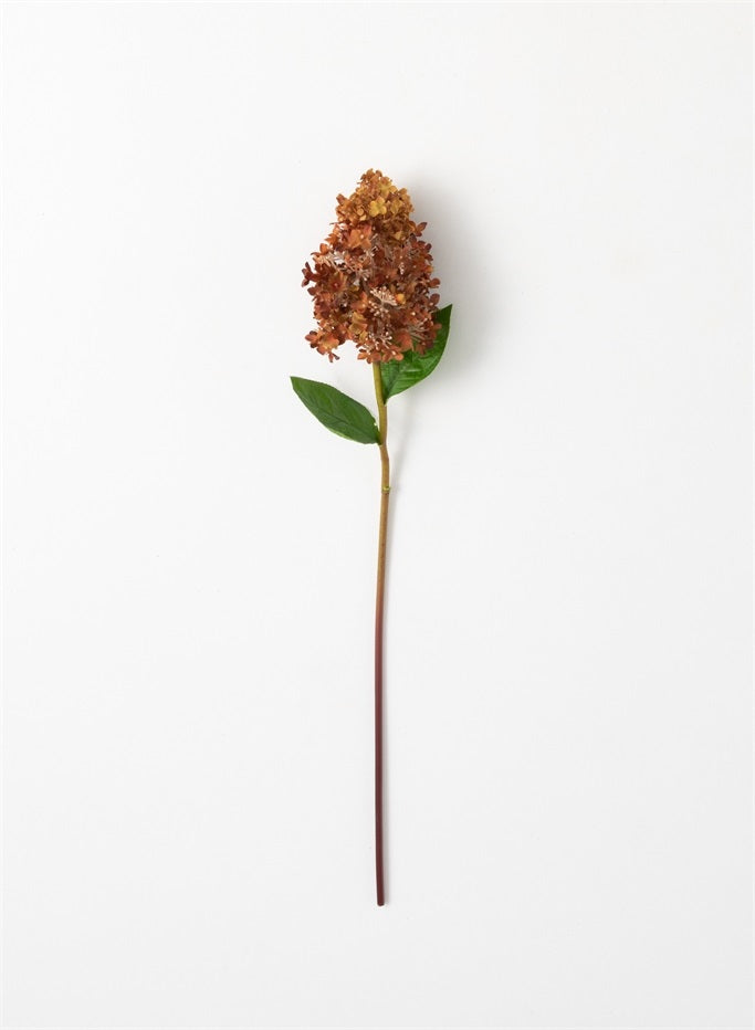 Cone Hydrangea Stem