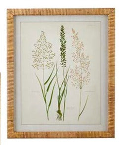 20" Dried Botanical Rattan Framed Print (Options)