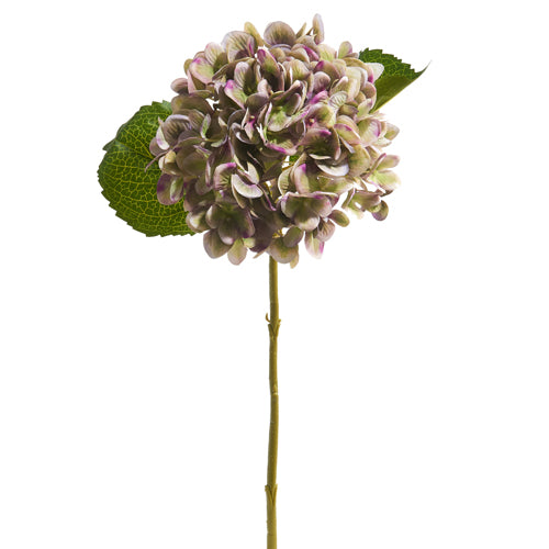 18" Green and Purple Hydrangea Stem