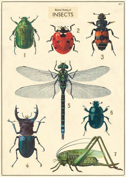Cavallini Paper Co. Poster/Wrap Paper Insects