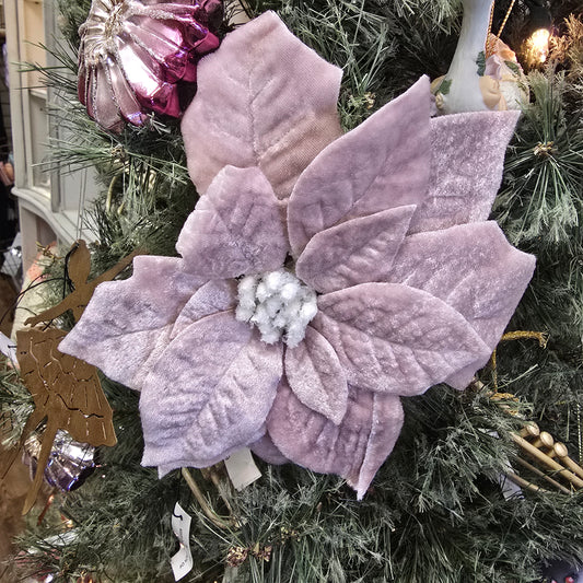 Velvet Blush Pink Poinsettia