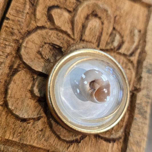 Oyster Magnet