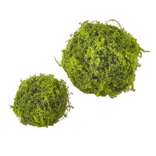 Large Moss Ball