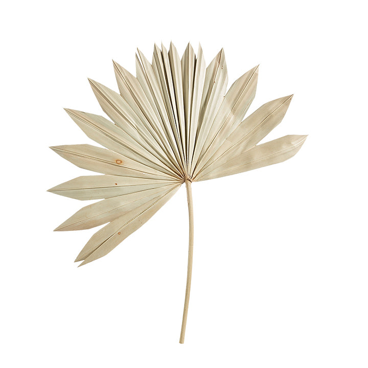 15.75" Dried Palm Leaf Stem