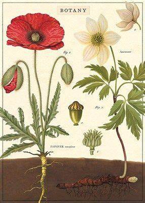Cavallini Paper Co. Poster/Wrap Paper Botany