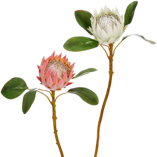 Protea Floral Stem