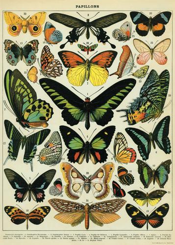 Cavallini Paper Co. Poster/Wrap Paper Butterflies