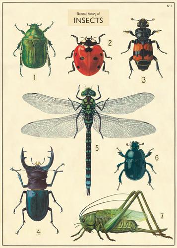 Cavallini Paper Co. Poster/Wrap Paper Insect