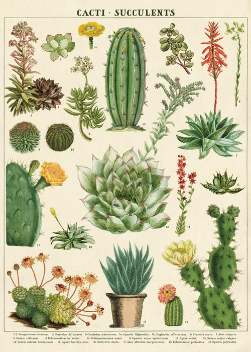 Cavallini Paper Co. Poster/Wrap Paper Cacti & Succulents