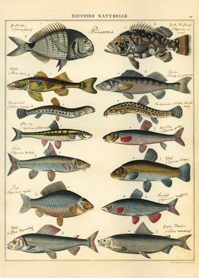 Cavallini Paper Co. Poster/Wrap Paper Natural History Fish